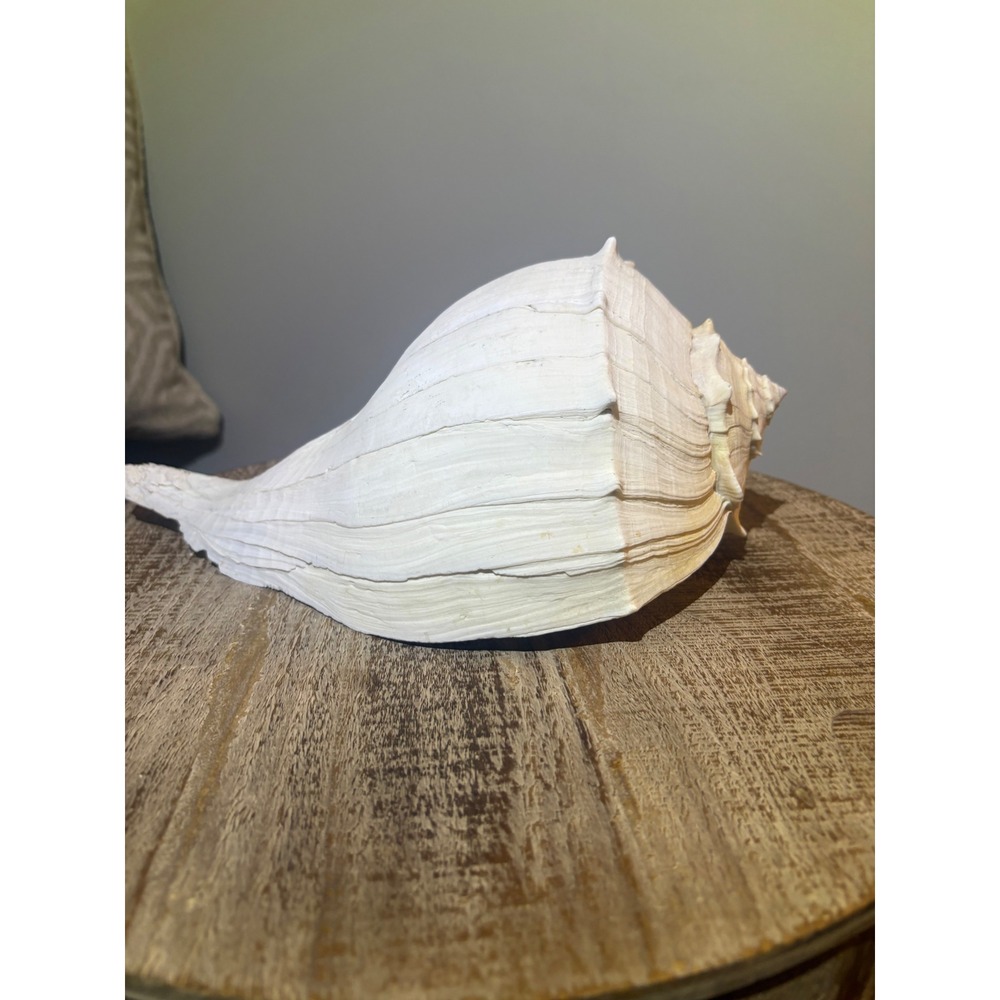 Real Sea Shell Lightning Whelk Shell